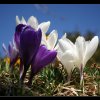 20050319_182
